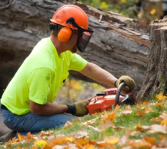 tree services Warren